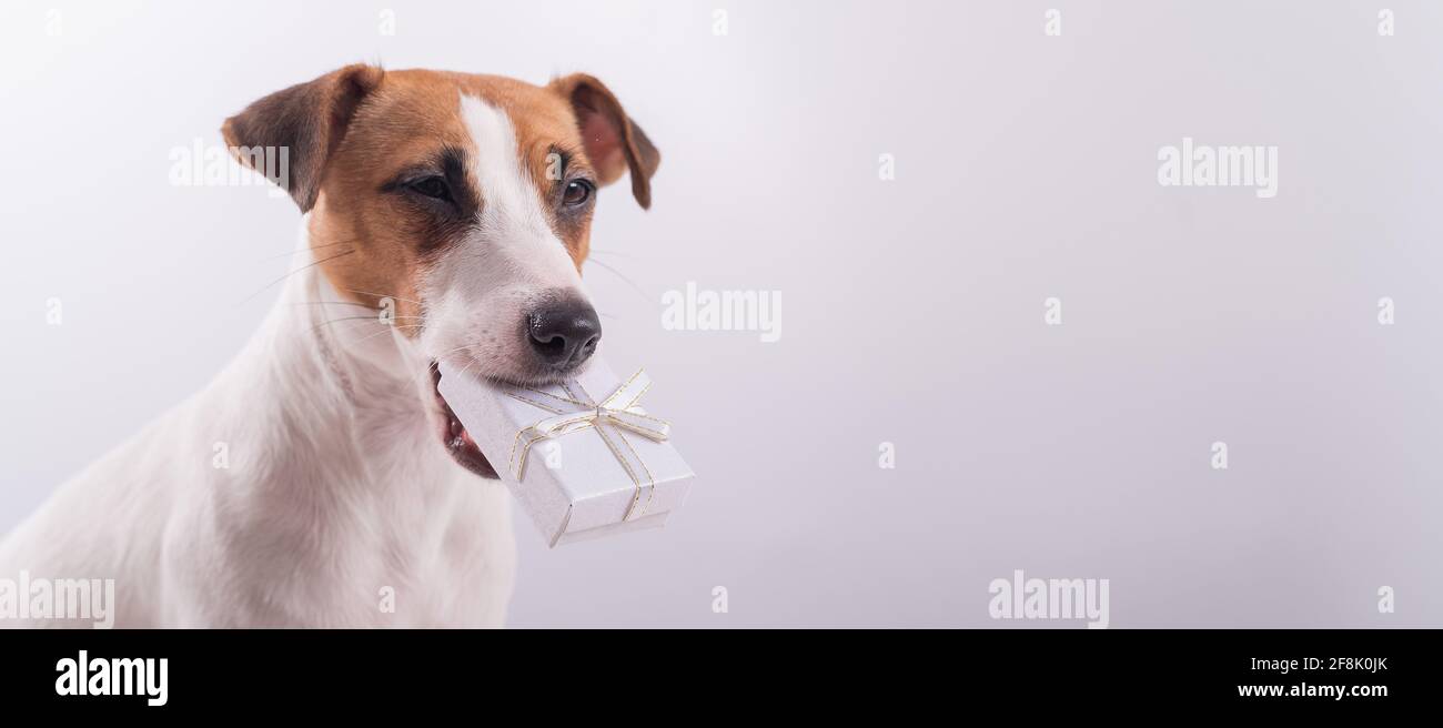 Mecánico Limón Camión golpeado regalo cachorros jack russell terrier  cocodrilo Islas del pacifico Agente de mudanzas