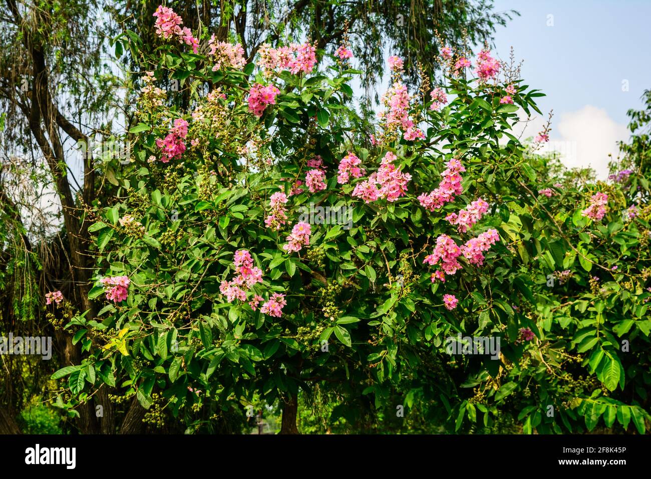Handroanthus impéginosus o árbol de trompeta rosa de la familia Bignoniacea. Es un árbol de hoja caduca grande que tiene una tasa de crecimiento lento con globoso, pero a menudo larguero Foto de stock