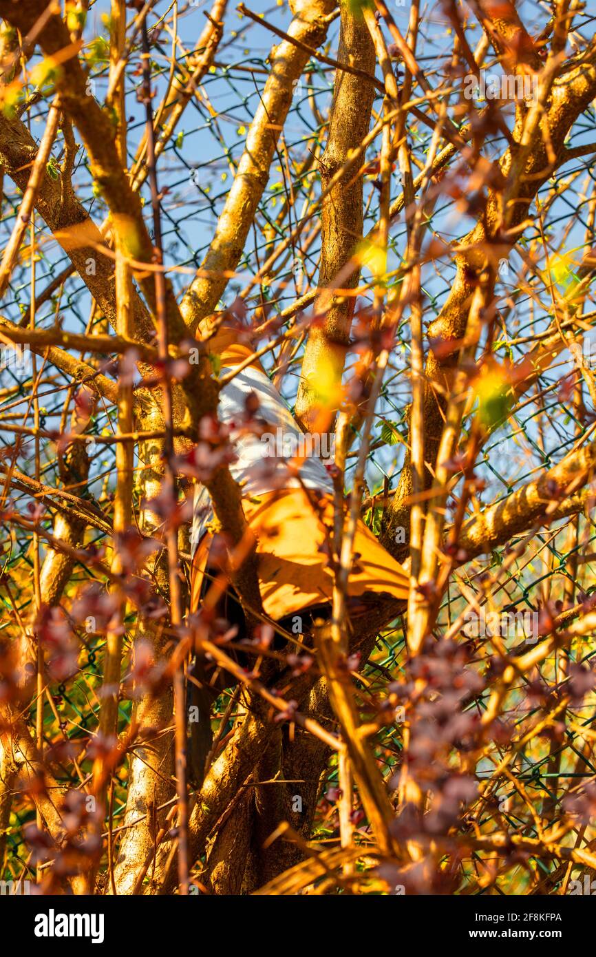 Cono de tráfico en el árbol, jape alegre revelado en sol brillante de la primavera Foto de stock