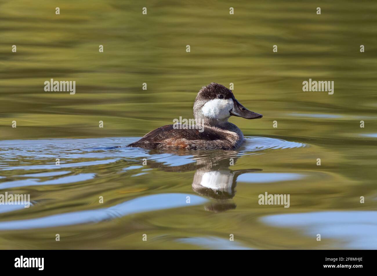 Un pato de Ruddy drake en plumaje no reproductivo, nadando en un lago de agua verde en la temporada de otoño. Foto de stock