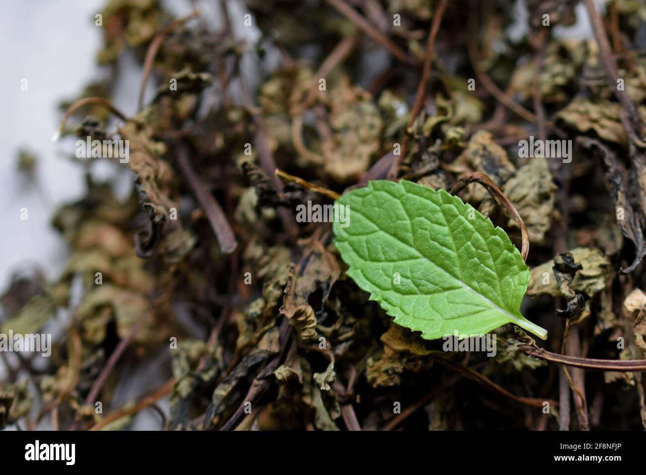 Menta fresca y seca dejar sobre un fondo blanco, hierbas secas para el uso en medicina, fitoterapia, spa, tinturas de cosméticos herbales Foto de stock