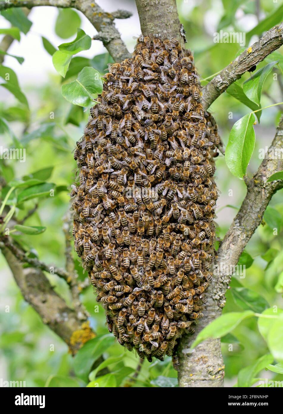 Un enjambre de abejas de miel europeas colgando en manzano tronco en forma de uva Foto de stock