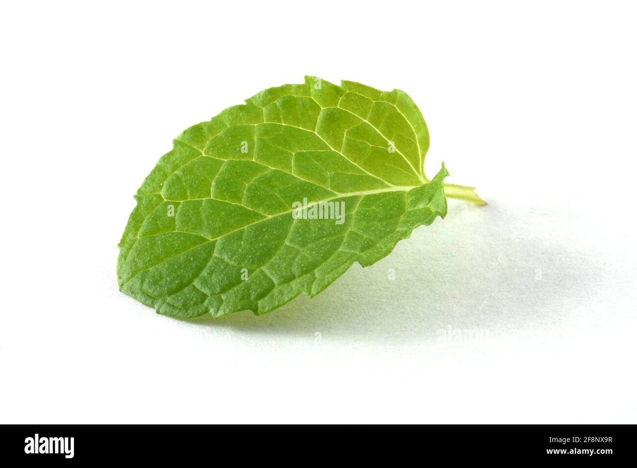 Hoja de menta único aislado sobre fondo blanco. Foto de stock