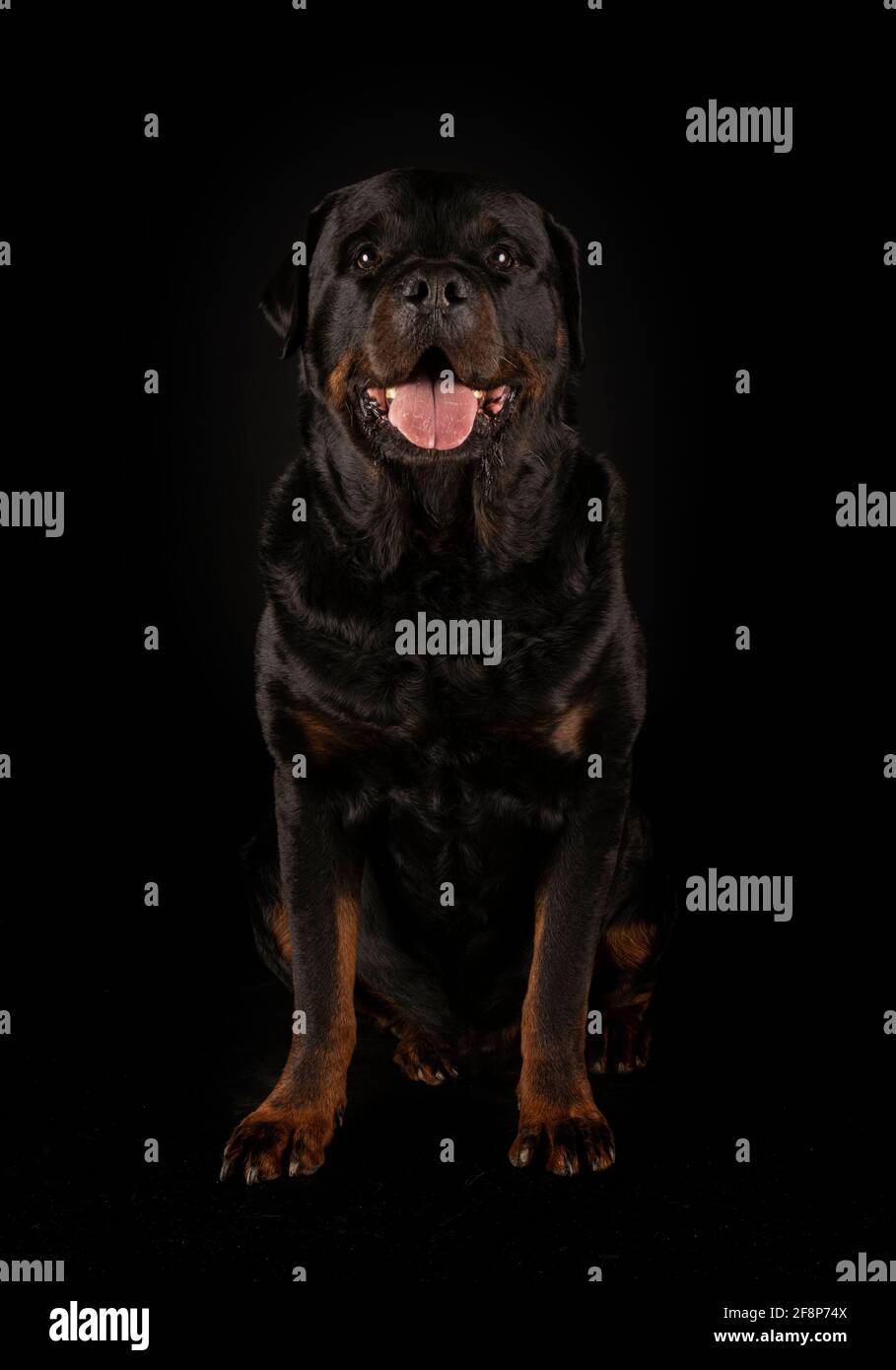Raza rottweiler delante de fondo negro Foto de stock