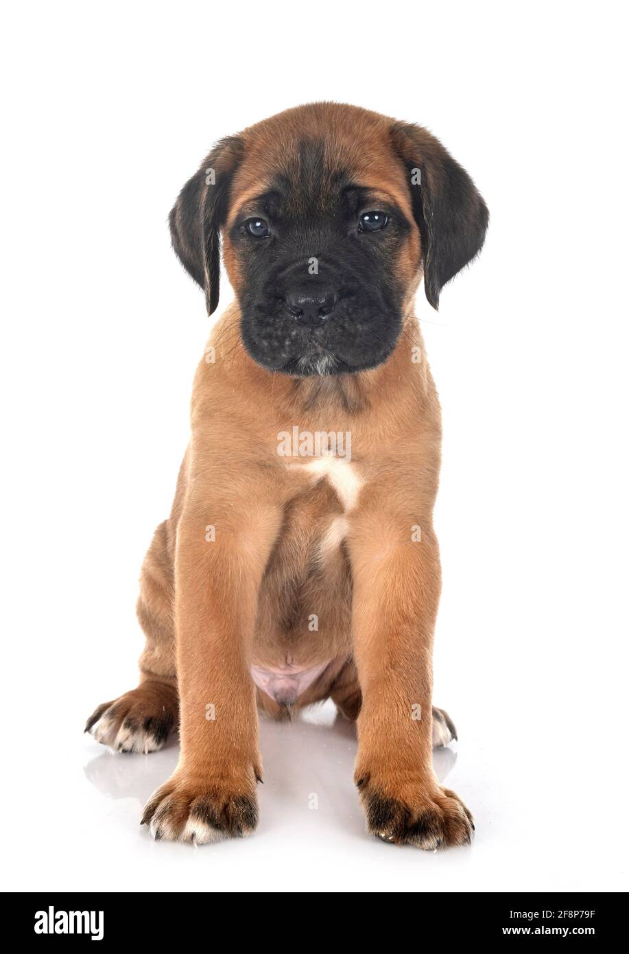 Cachorro mastín italiano delante de un fondo blanco Foto de stock
