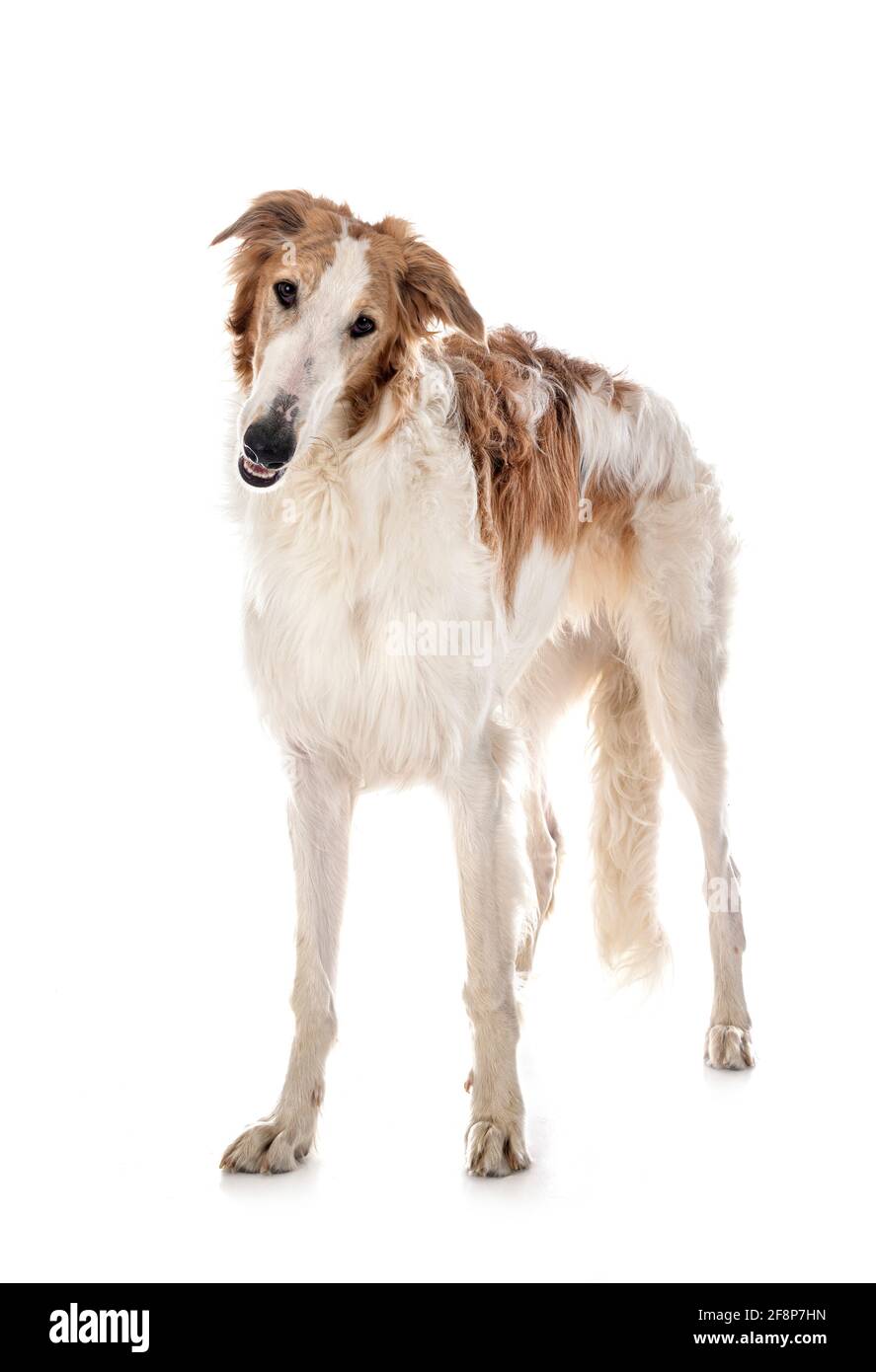 borzoi joven frente al fondo blanco Foto de stock
