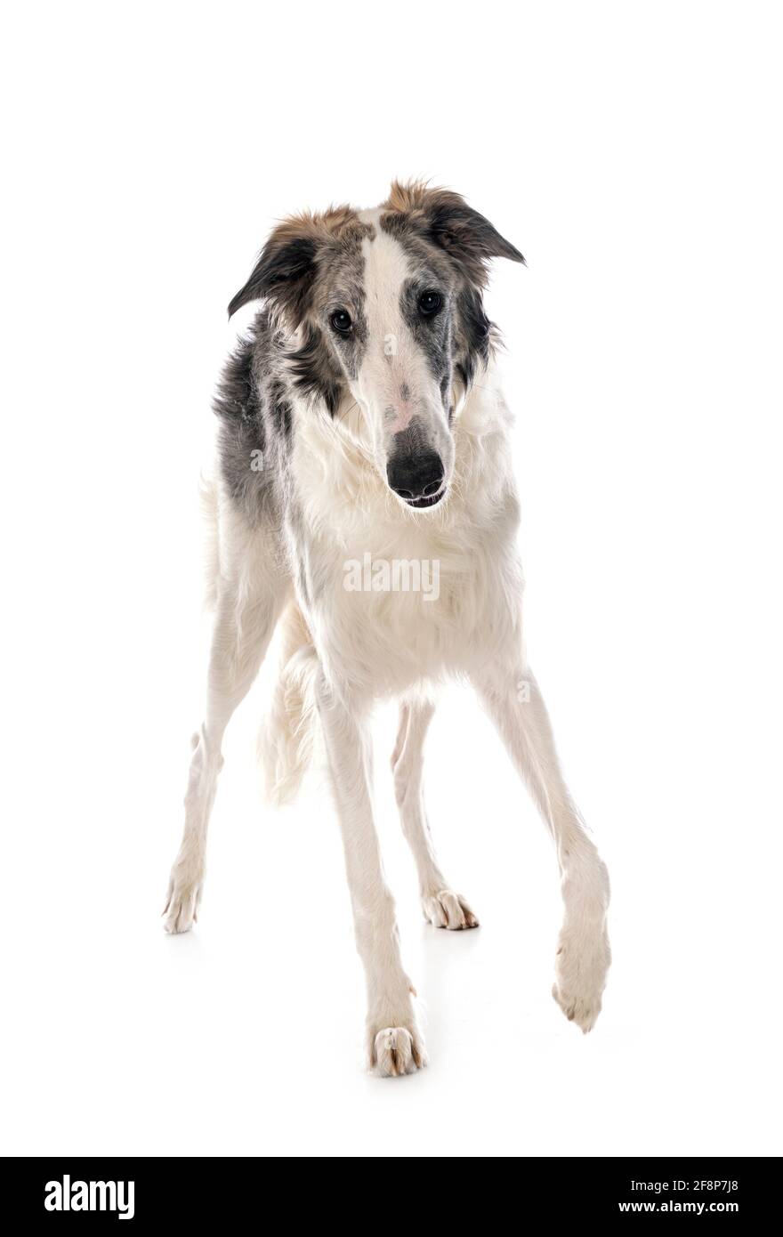 borzoi joven frente al fondo blanco Foto de stock