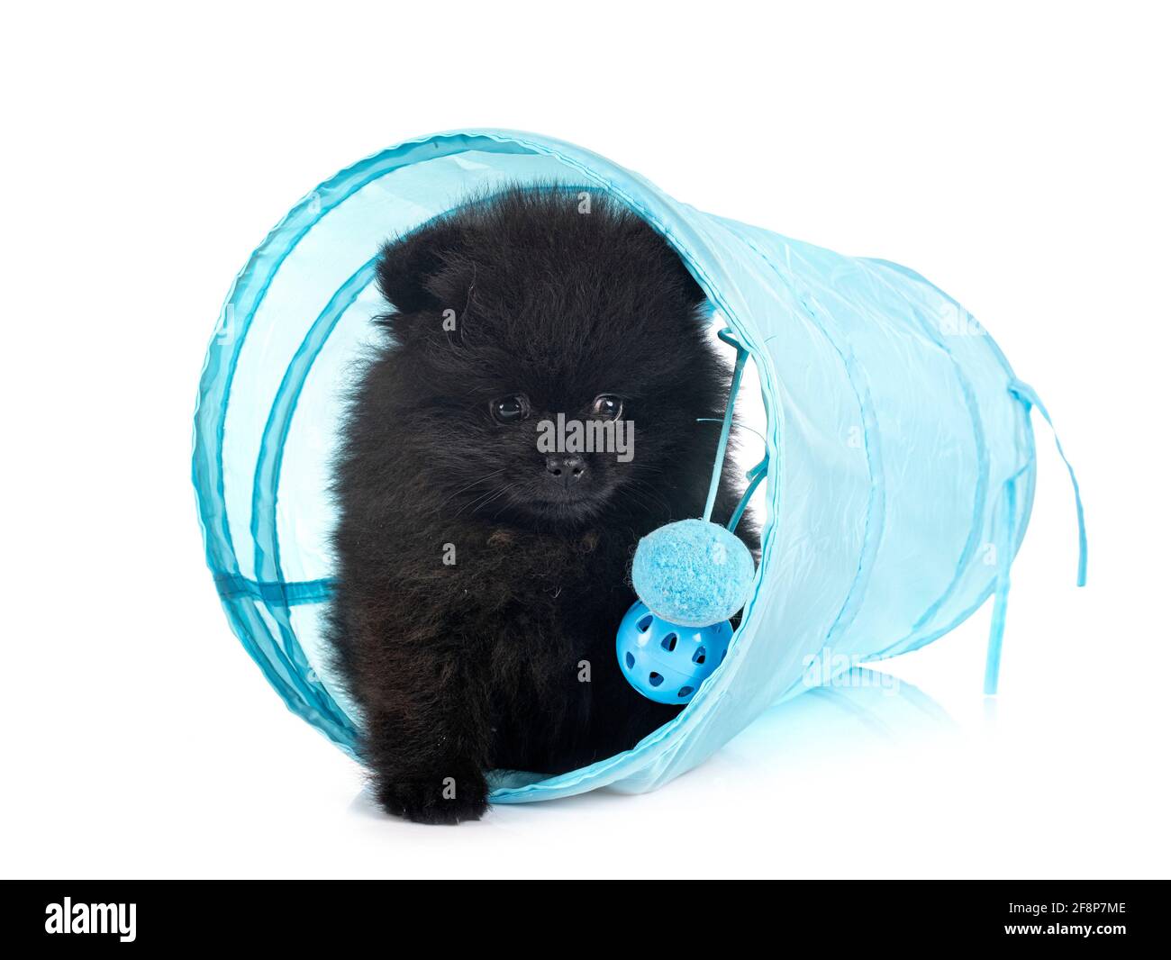 Pomerania jóvenes delante de un fondo blanco Foto de stock