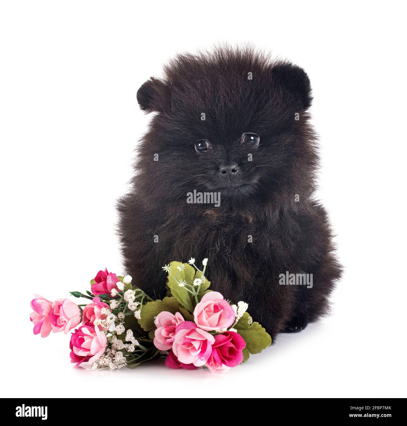 Pomerania jóvenes delante de un fondo blanco Foto de stock