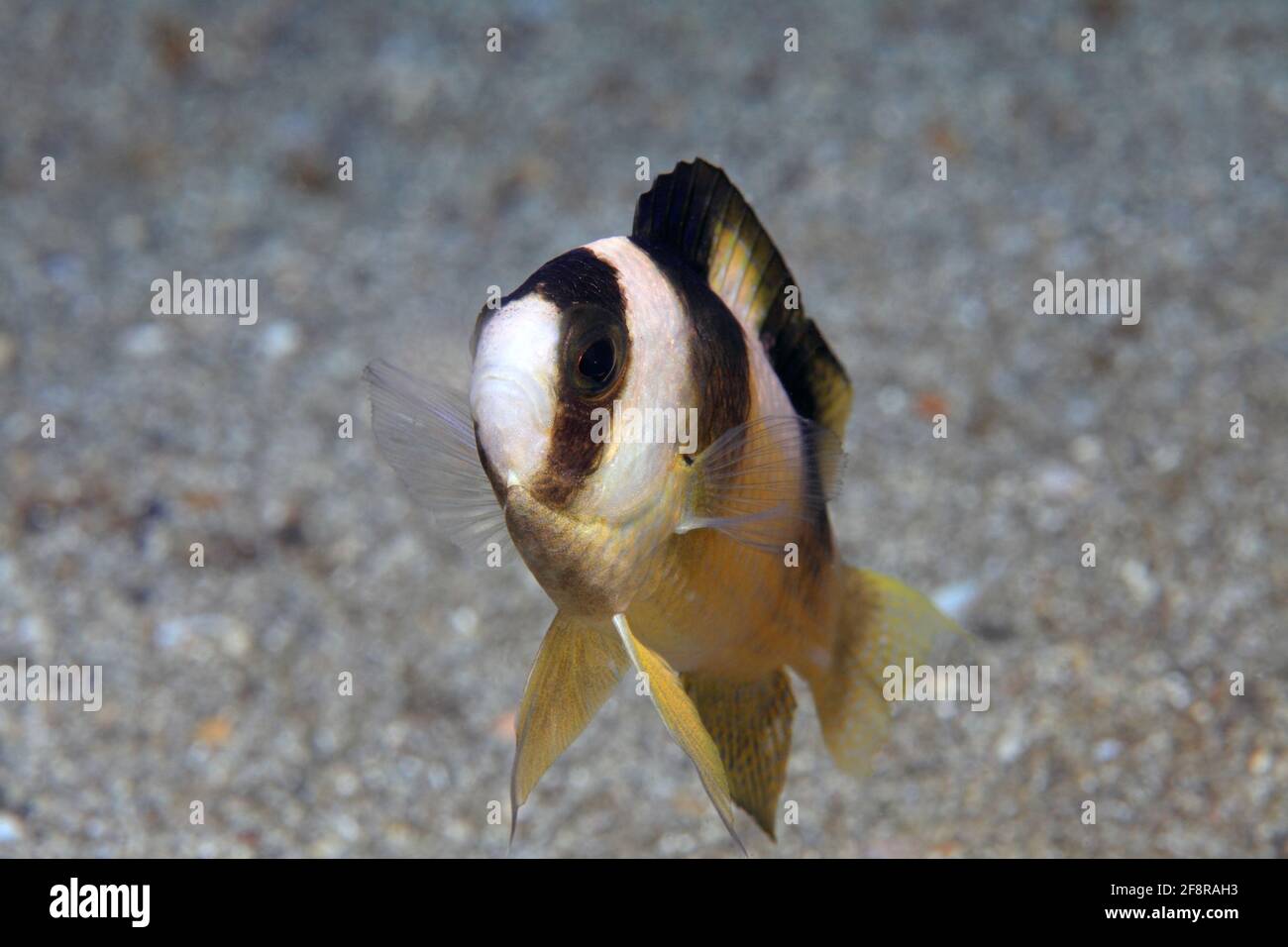 Schwarzstreifen-Demosielle, Demoiselle de banda negra, Amblypomacentrus breviceps, Lembeh, Sulawesi, Indonesia Foto de stock