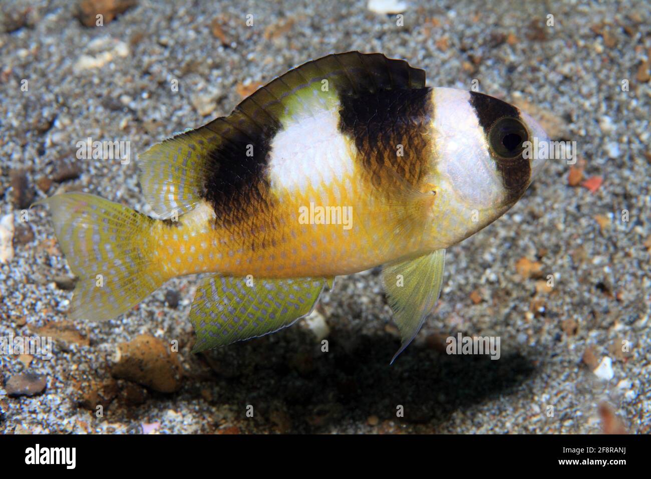 Schwarzstreifen-Demosielle, Demoiselle de banda negra, Amblypomacentrus breviceps, Lembeh, Sulawesi, Indonesia Foto de stock