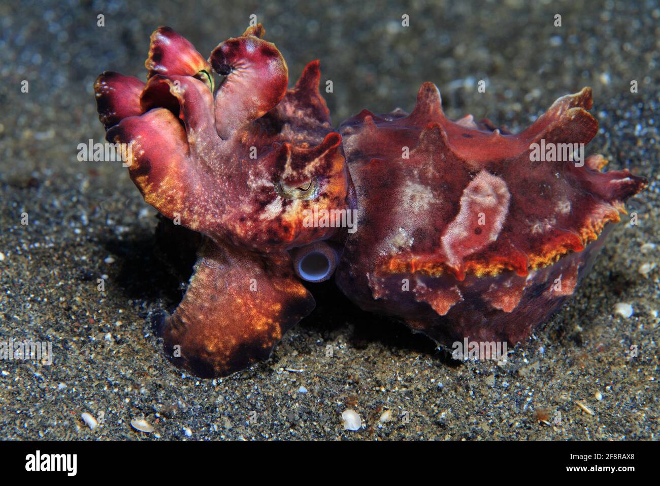 Pfeffers Prachtsepie, flamboyant cuttlefish, metasepia pfefferi, Lembeh, Sulawesi, Indonesia Foto de stock