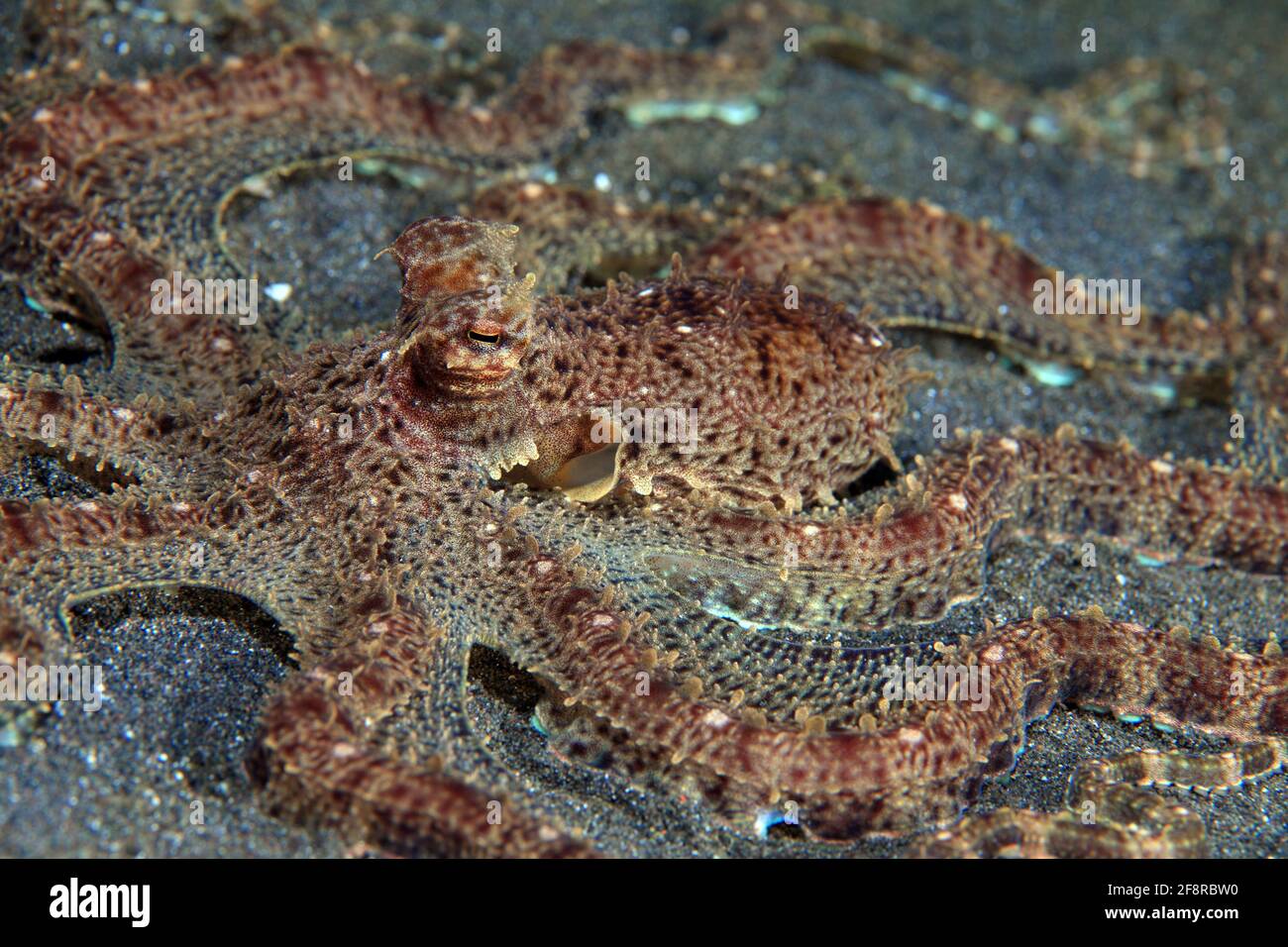 Mimikrykrake (Taumoctopus mimicus) am Sandgrund (Lembeh, Sulawesi, Indonesien) - imita el pulpo (Lembeh, Sulawesi, Indonesia) Foto de stock