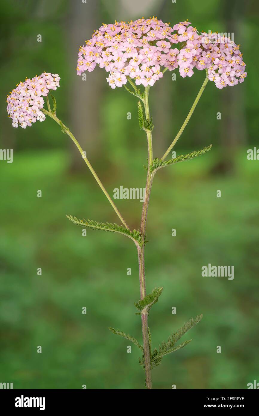 Flecha común, milfoil (Achillea millefolium), inflorescencia, Alemania, Baviera Foto de stock