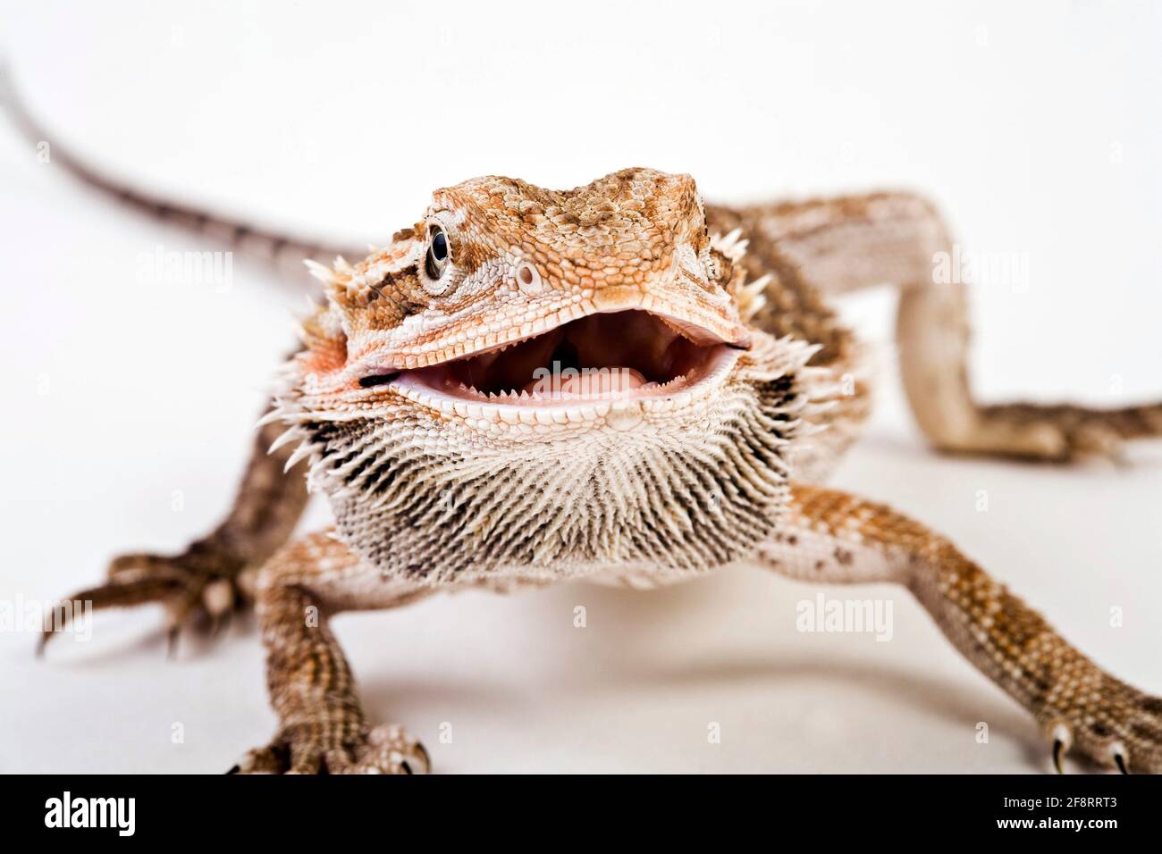 Central Bearded Dragon (Pogona vitticeps), vista frontal, fotografía de estudio Foto de stock