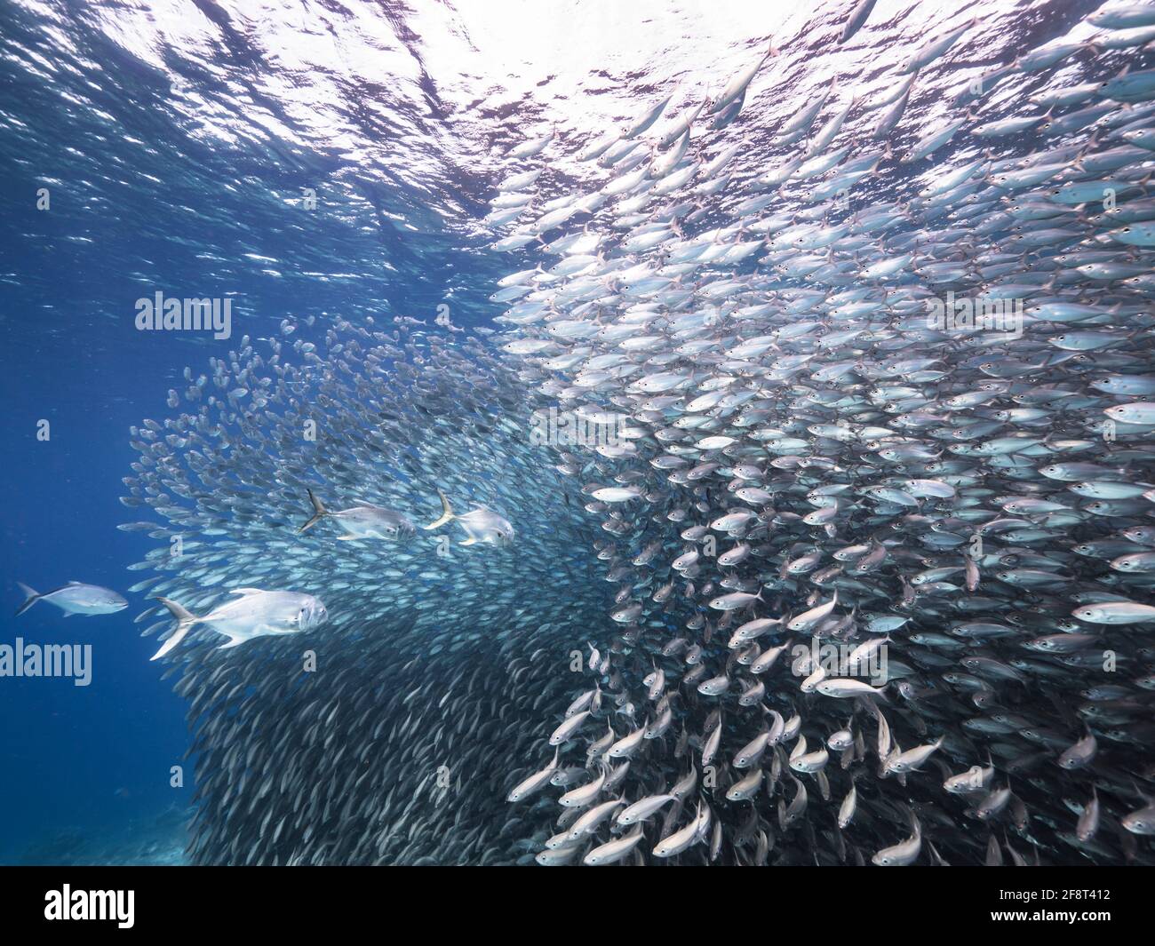 Cazando Jotas en cebo de bolas, escuela de peces en aguas turquesas de arrecife de coral en el Mar Caribe, Curacao Foto de stock