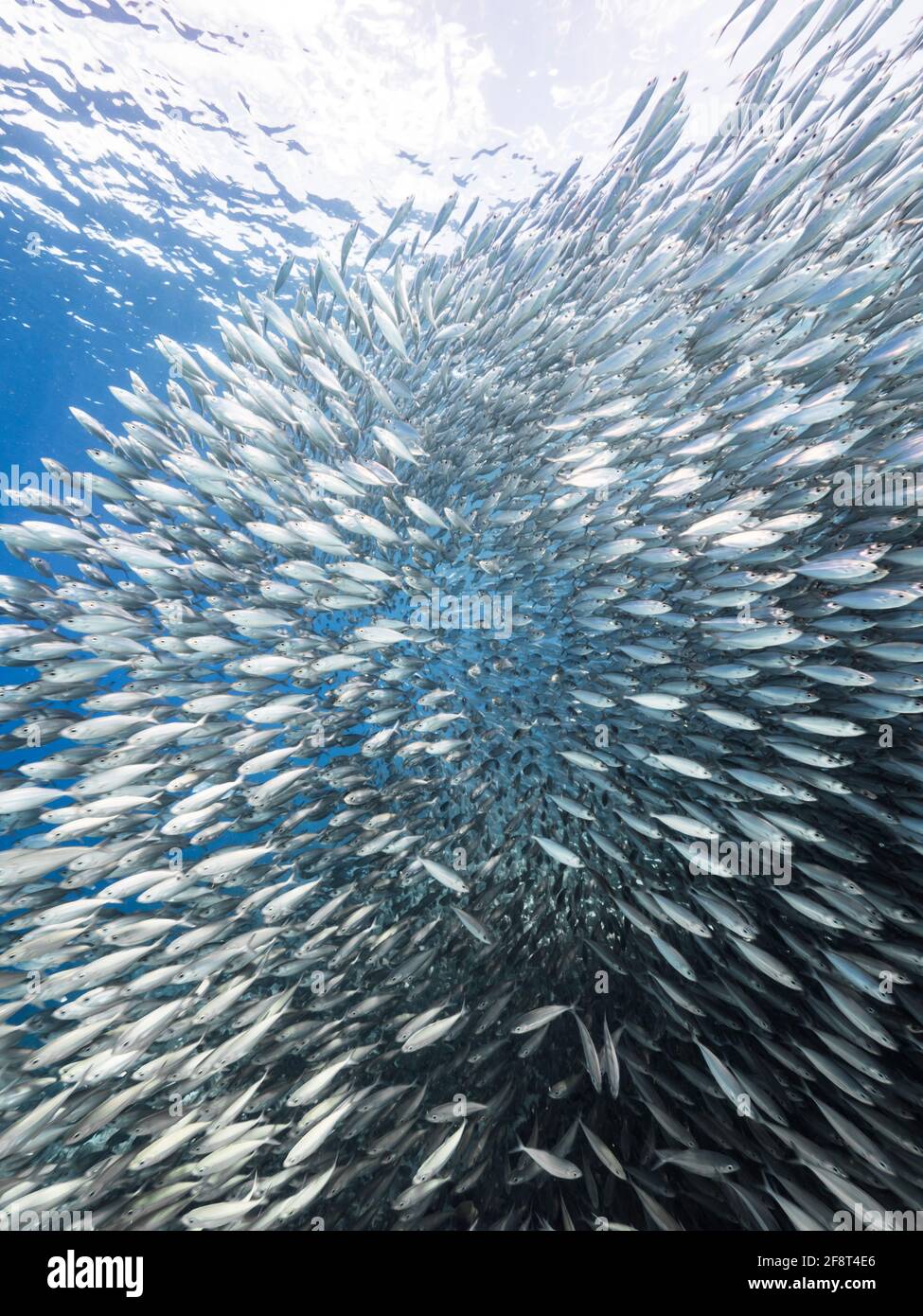Cazando Jotas en cebo de bolas, escuela de peces en aguas turquesas de arrecife de coral en el Mar Caribe, Curacao Foto de stock