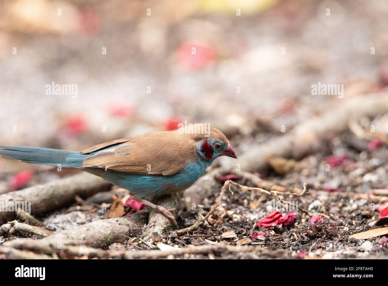 Macho Rojo Pájaro de Cordón Bleu Uraeginthus bengalus es un Ave diminuta que viene de África Foto de stock