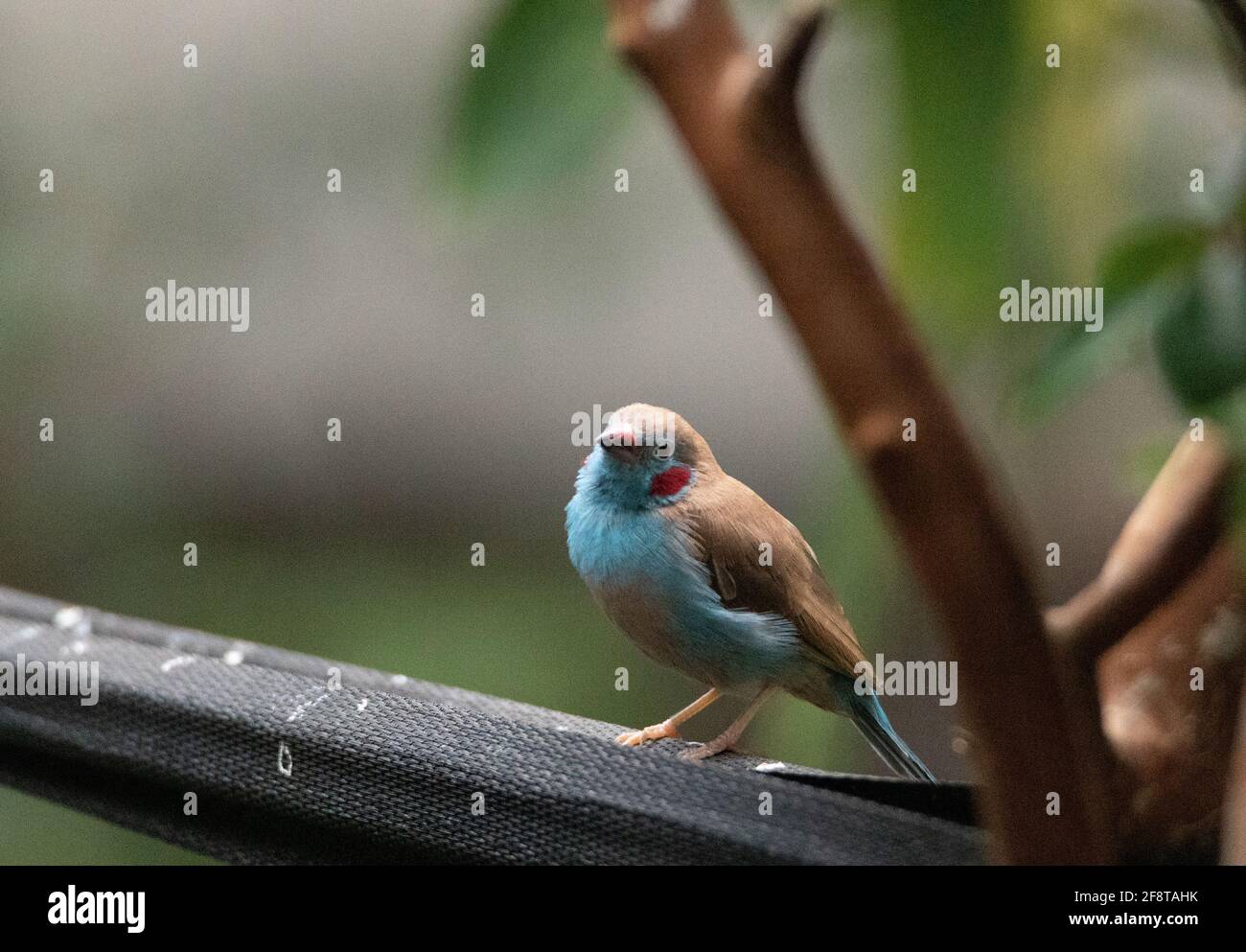 Macho Rojo Pájaro de Cordón Bleu Uraeginthus bengalus es un Ave diminuta que viene de África Foto de stock