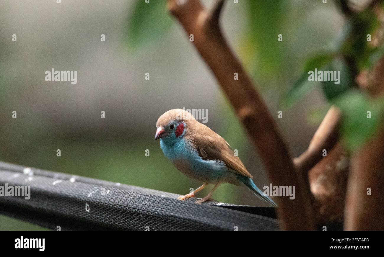 Macho Rojo Pájaro de Cordón Bleu Uraeginthus bengalus es un Ave diminuta que viene de África Foto de stock