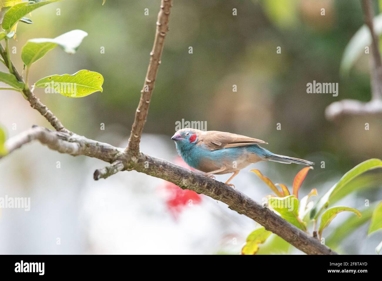 Macho Rojo Pájaro de Cordón Bleu Uraeginthus bengalus es un Ave diminuta que viene de África Foto de stock