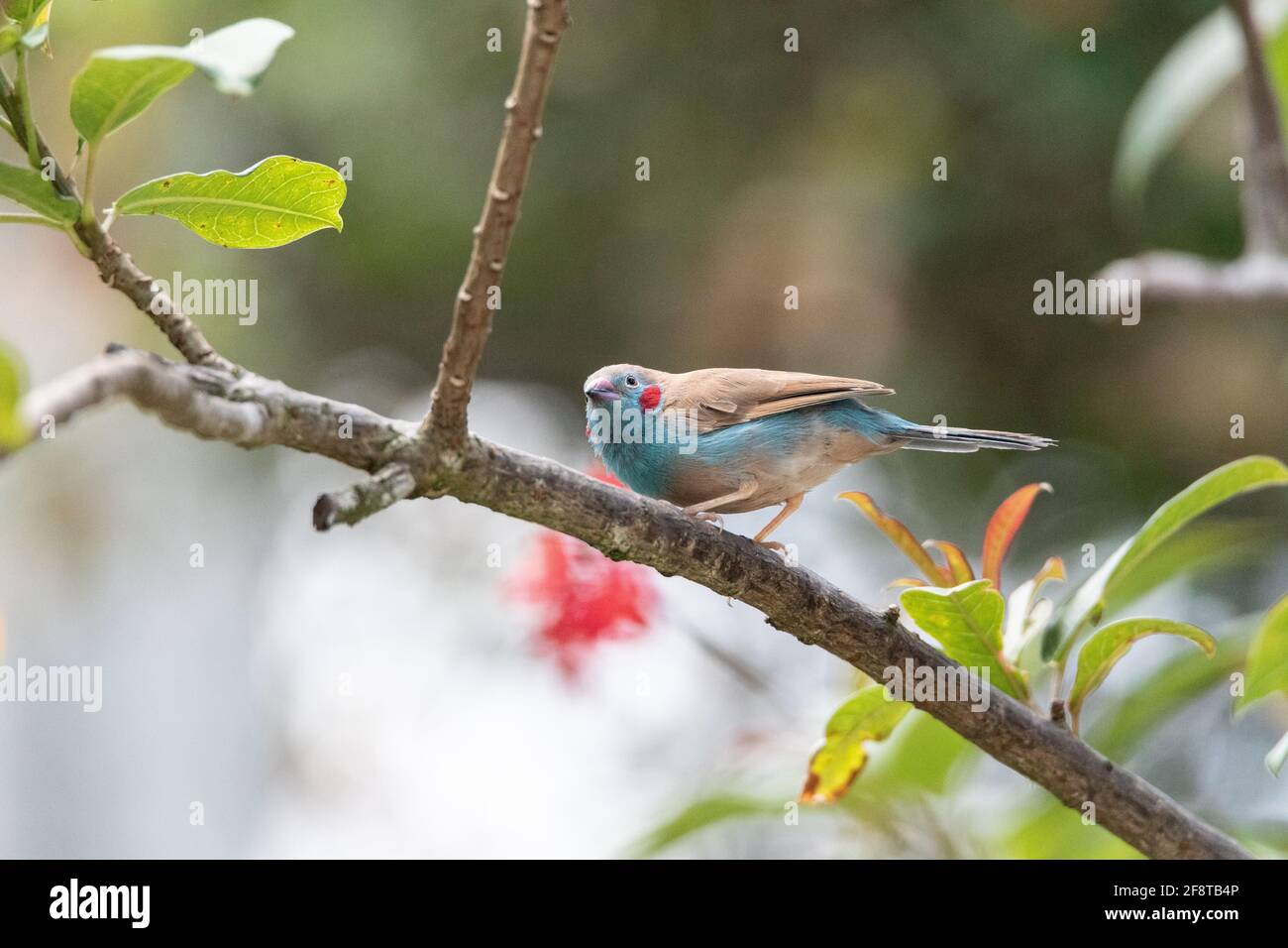 Macho Rojo Pájaro de Cordón Bleu Uraeginthus bengalus es un Ave diminuta que viene de África Foto de stock