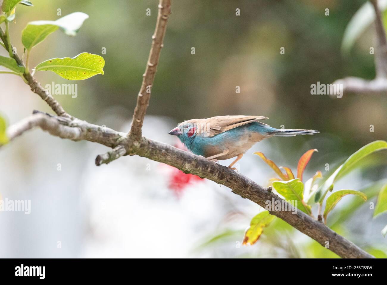 Macho Rojo Pájaro de Cordón Bleu Uraeginthus bengalus es un Ave diminuta que viene de África Foto de stock