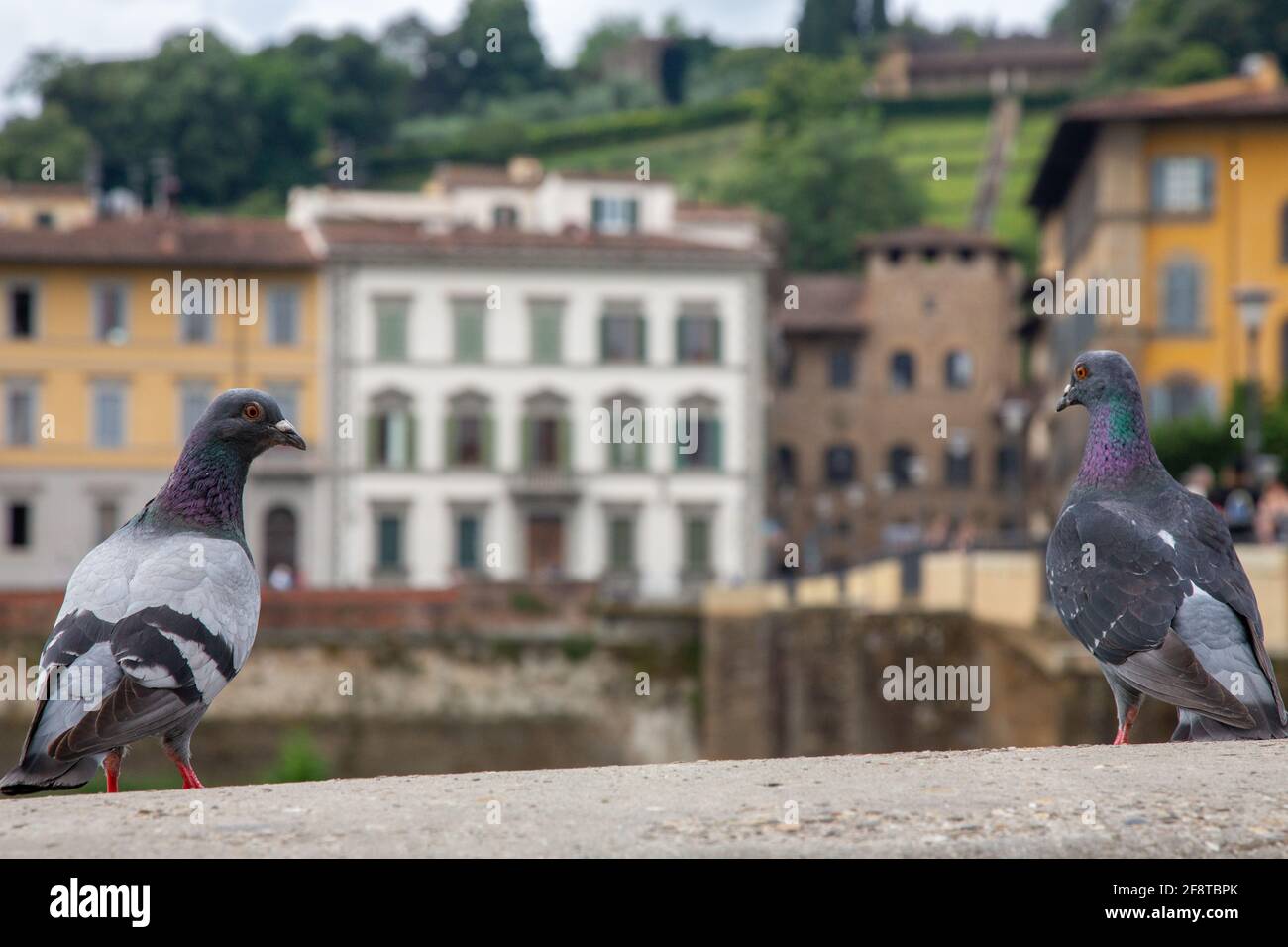 Dos palomas dan al río en Florencia, Italia Foto de stock