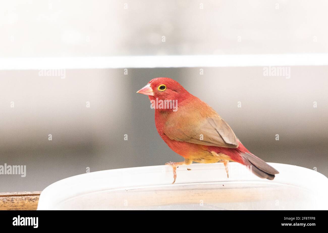 Rojo cerco lagonosticta senegala es un pequeño ave encontrado En África Foto de stock