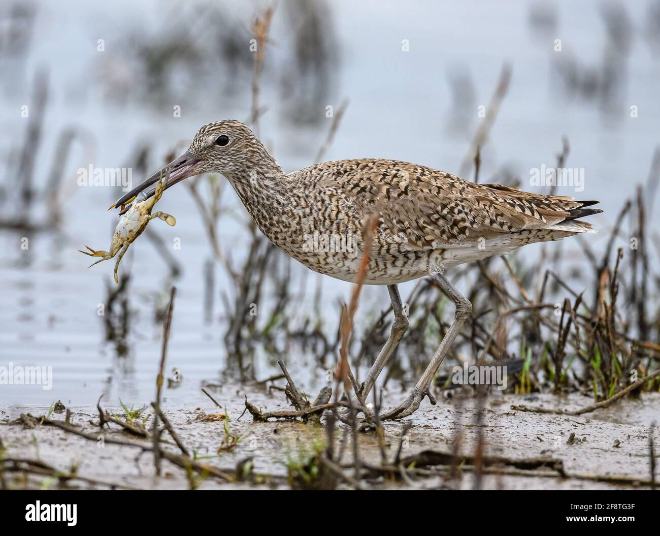 Un Willet (Tringa semipalmata) está luchando con un cangrejo azul. Galveston State Park, Galveston, Texas, Estados Unidos. Foto de stock