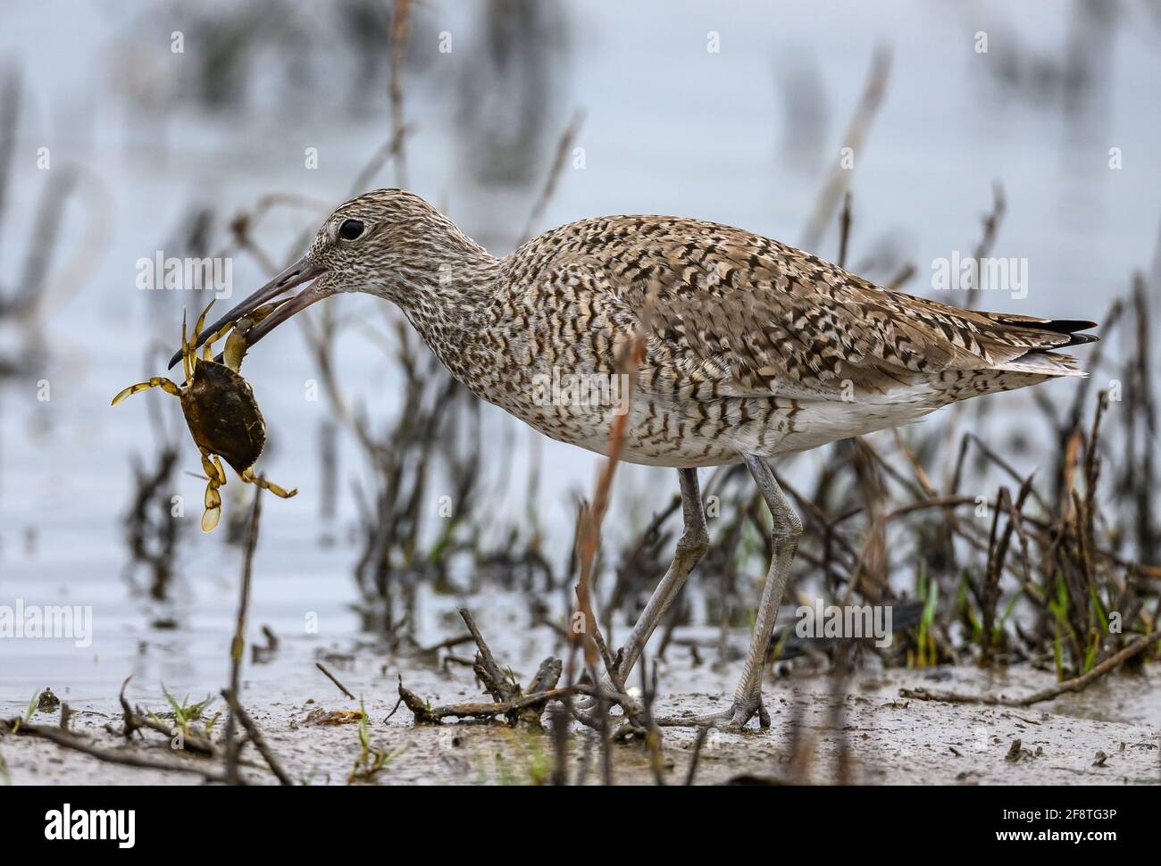 Un Willet (Tringa semipalmata) está luchando con un cangrejo azul. Galveston State Park, Galveston, Texas, Estados Unidos. Foto de stock