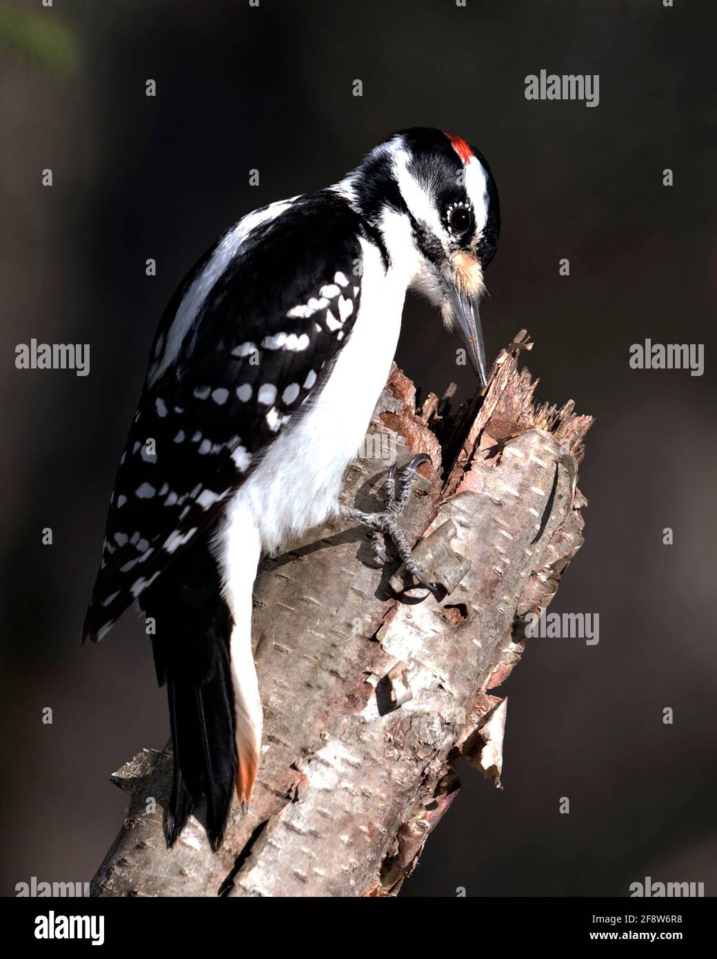 Vista de perfil de primer plano macho de carpintero encaramado en un tocón de árbol con fondo borroso en su entorno y hábitat. Imagen. Imagen. Vertical. Foto de stock
