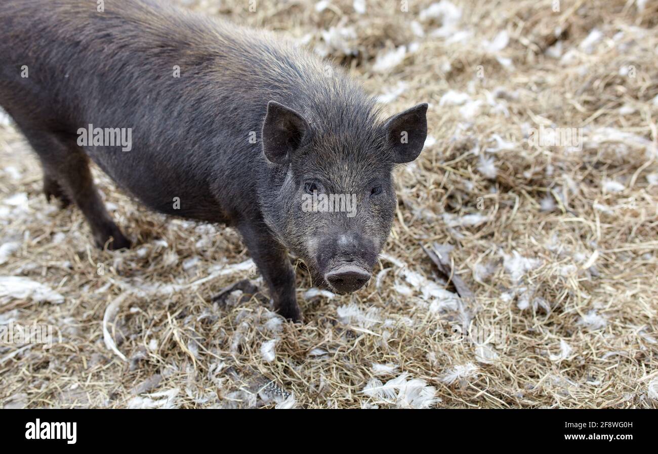 Pastoreo de cerdos salvajes en el campo. Vida silvestre en hábitat