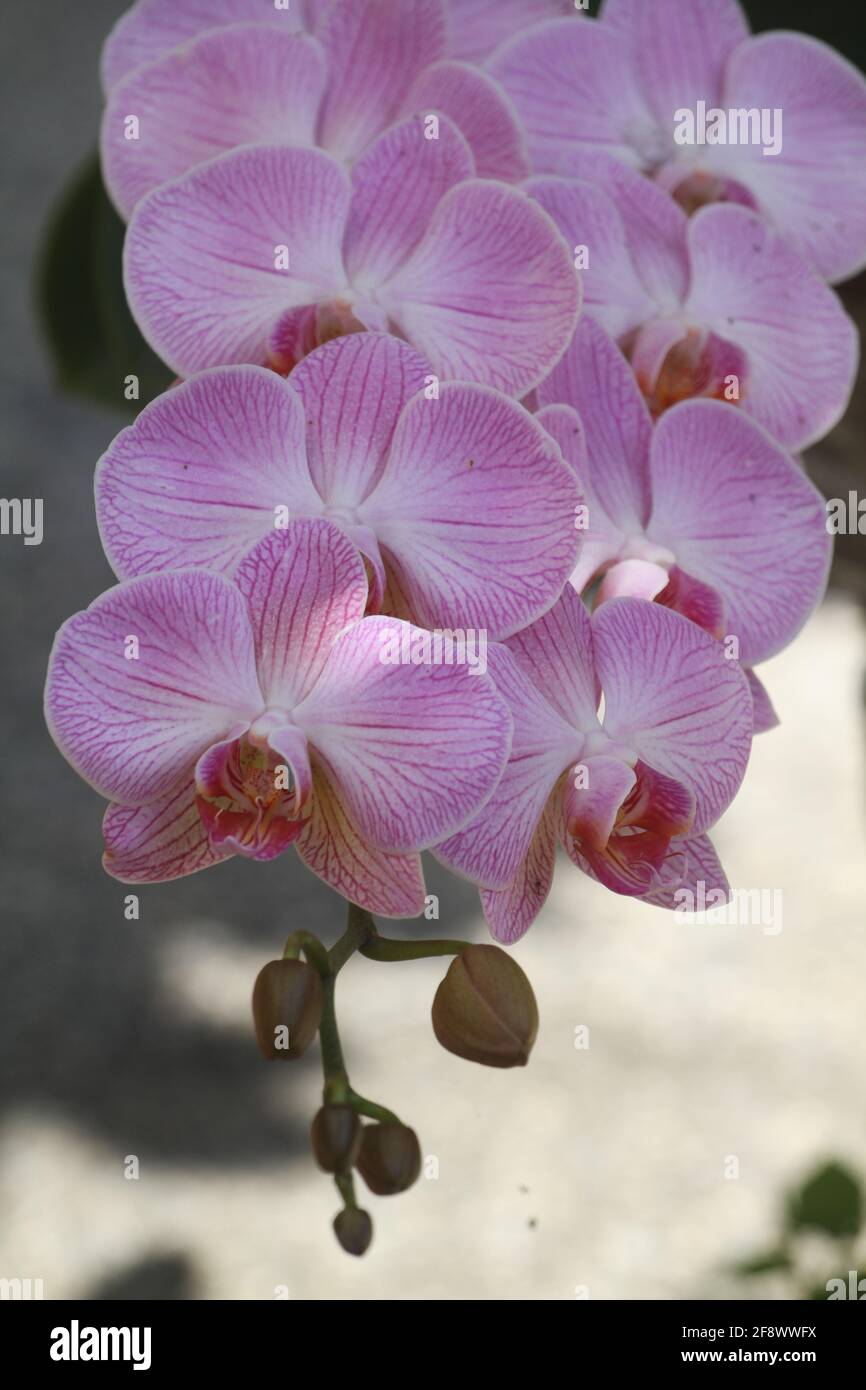 Inyección vertical de flores de orquídeas rosadas Fotografía de stock -  Alamy