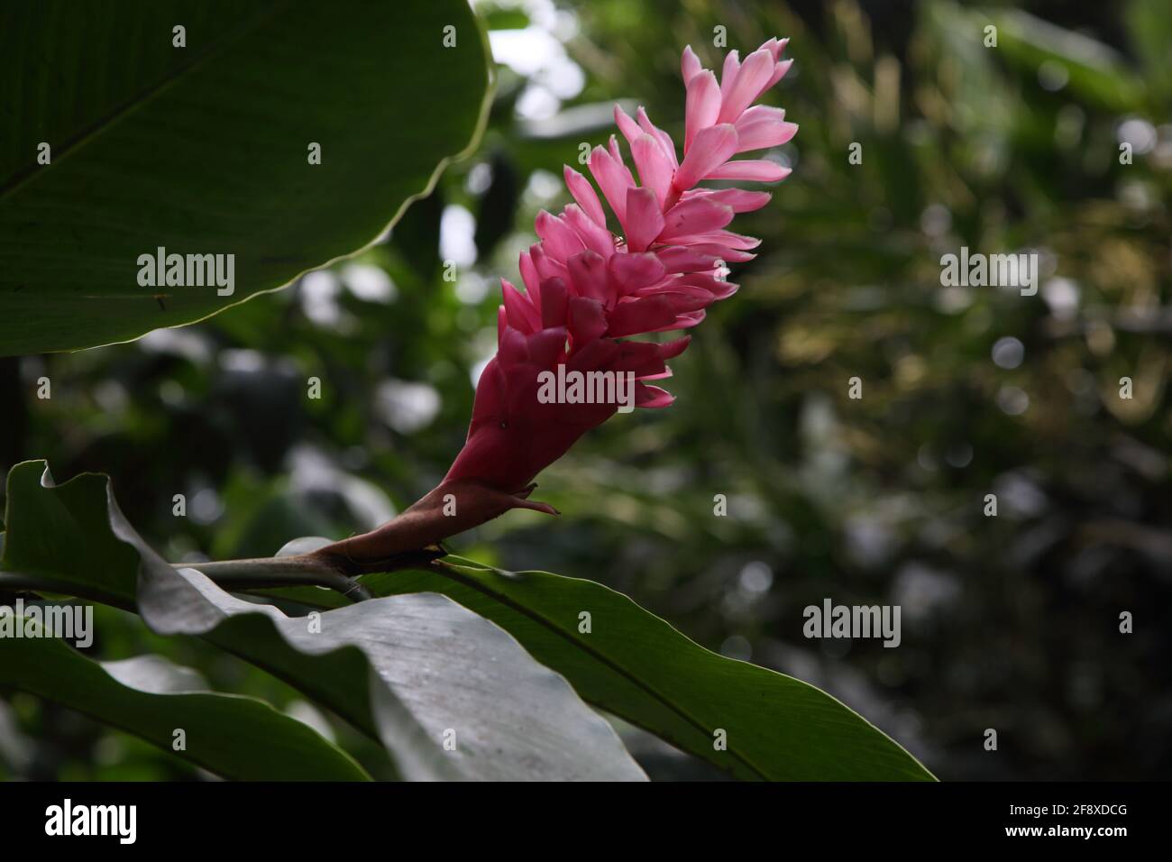 Willis Granada Annandale Falls Pink Ginger Lily Foto de stock