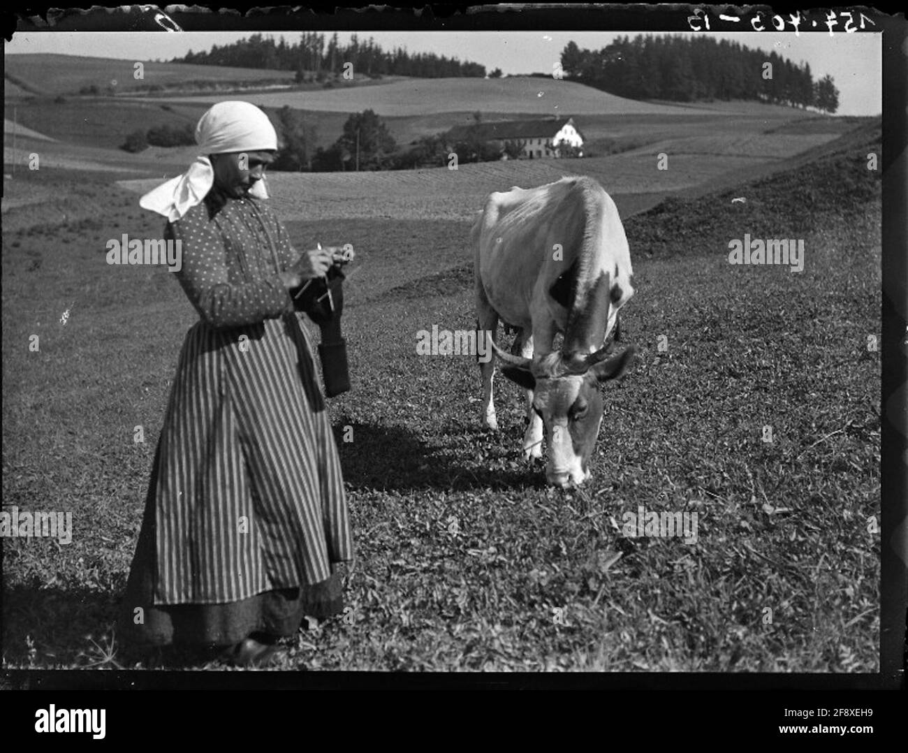 Mujer tejida y mujer de pie de carne de res de pastoreo con tejer al lado del ganado asilado en el paisaje. Foto de stock