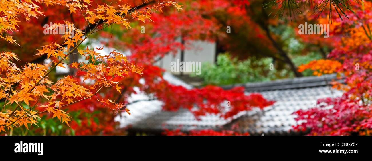 Hojas de color otoñal, Parque Maruyama, Gion, Kioto, Japón Foto de stock