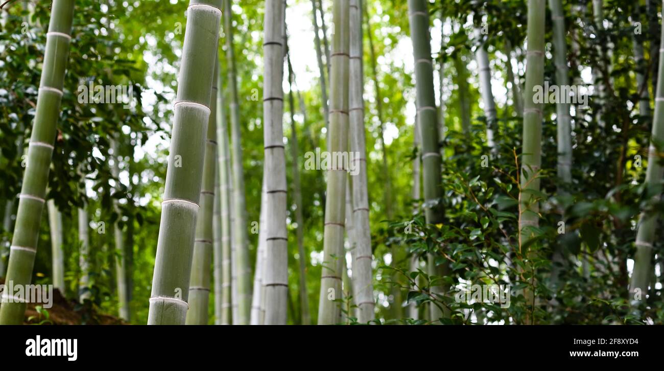 Paisaje con verde bosque de bambú, Maruyama Park, Gion, Kioto, Japón Foto de stock