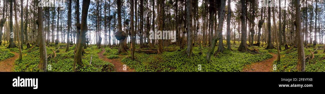 Paisaje con vista de 360 grados del bosque, Parque Nacional Olímpico, Estado de Washington, Estados Unidos Foto de stock