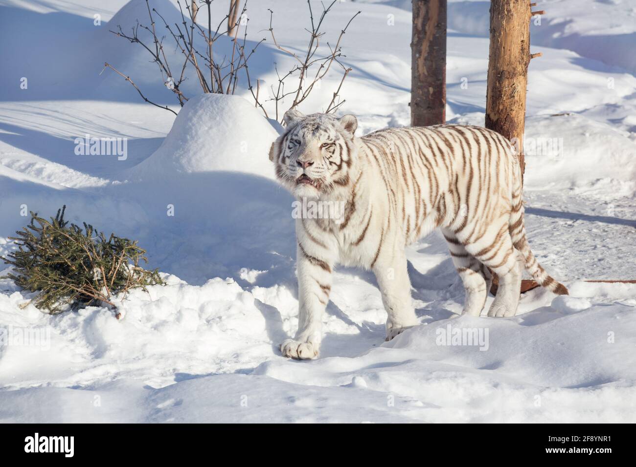 Tigre de Bengala blanco silvestre está mirando a la cámara. Los animales de la fauna silvestre. Foto de stock