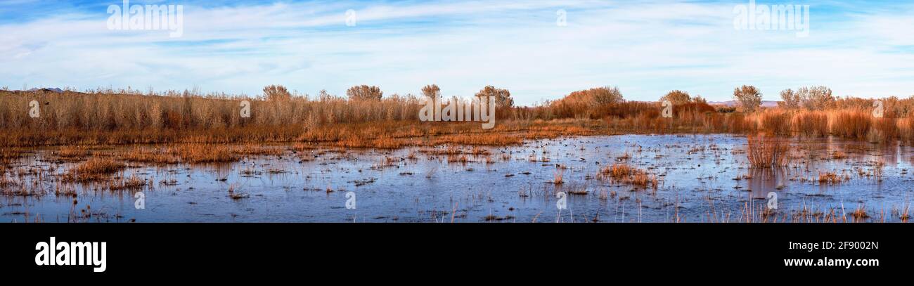 Grúas y gansos invernales, Río Grande, Refugio Nacional de Vida Silvestre Bosque Del Apache, Nuevo México, Estados Unidos Foto de stock