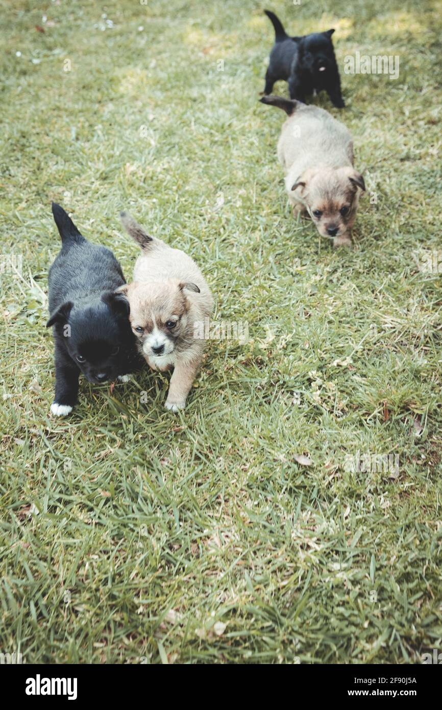 Cachorros corriendo por el jardín Foto de stock