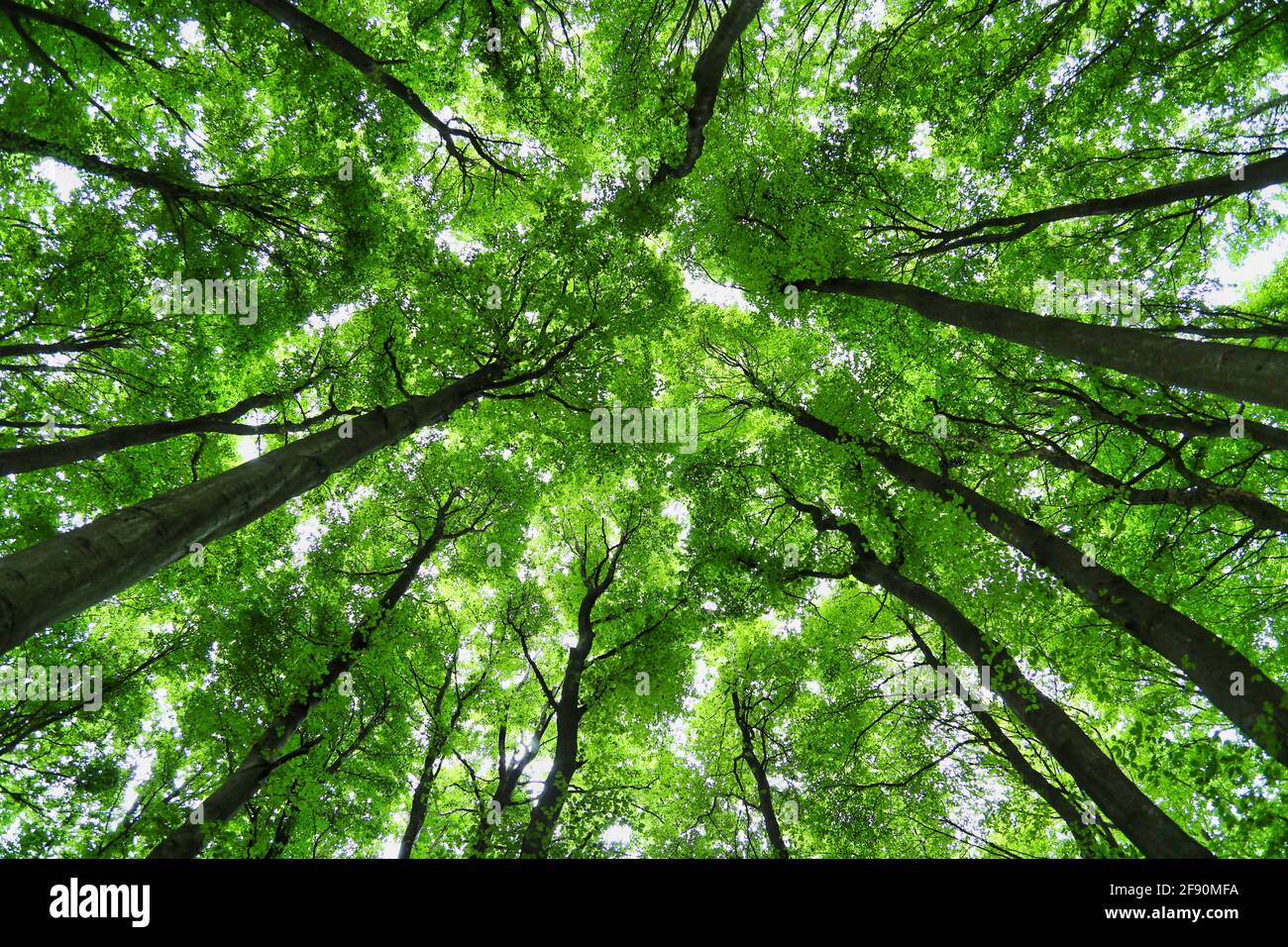 Vista de ángulo bajo del árbol . Mirando hacia arriba Foto con luz de fondo en el bosque alemán. Rügen Alemania. Foto de stock