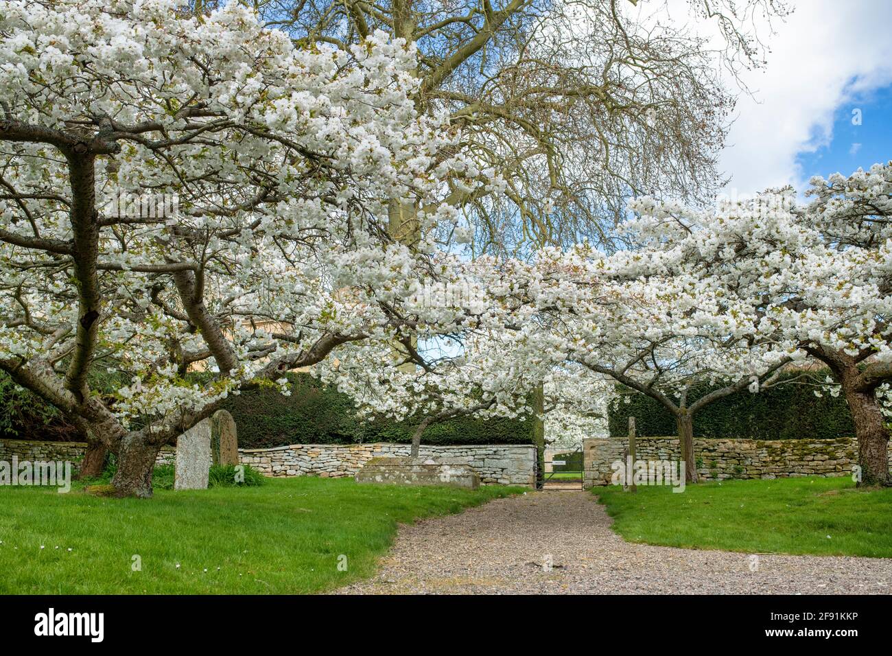 Prunus shirotae. Los cerezos florecen en el cementerio de St Faith en el pueblo cotswold de Overbury en primavera. Cotswolds, Worcestershire, Inglaterra Foto de stock