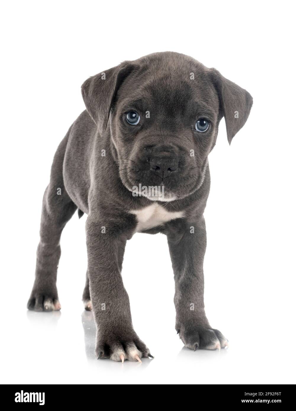 Cachorro mastín italiano delante de un fondo blanco Foto de stock