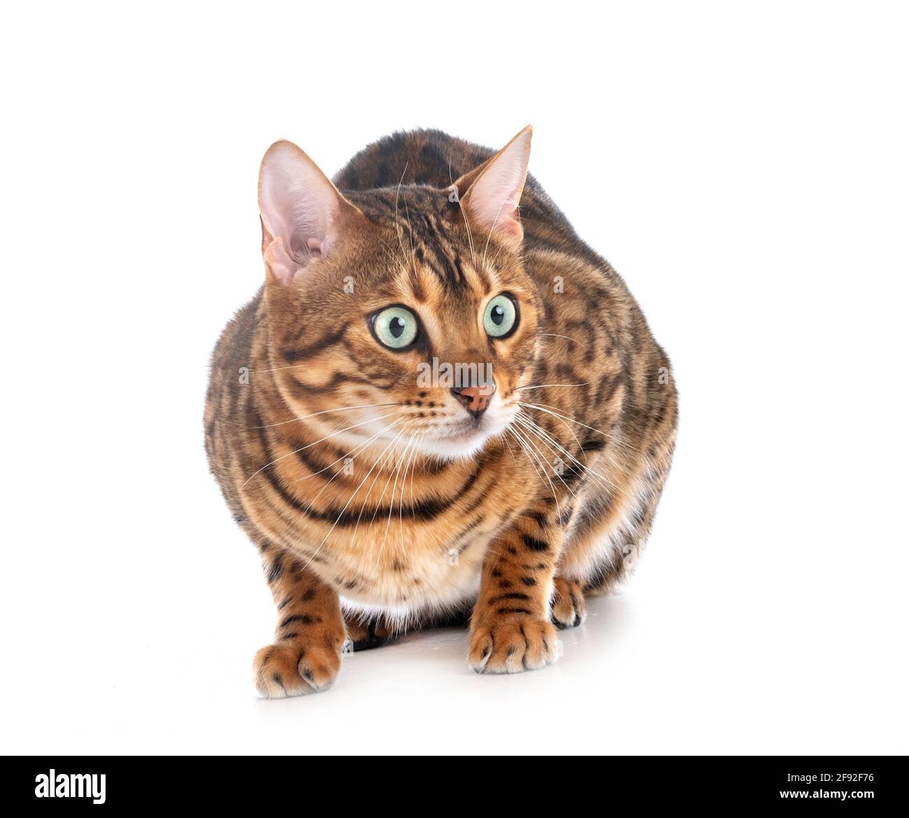 Gato de Bengala en la parte delantera del fondo blanco. Foto de stock