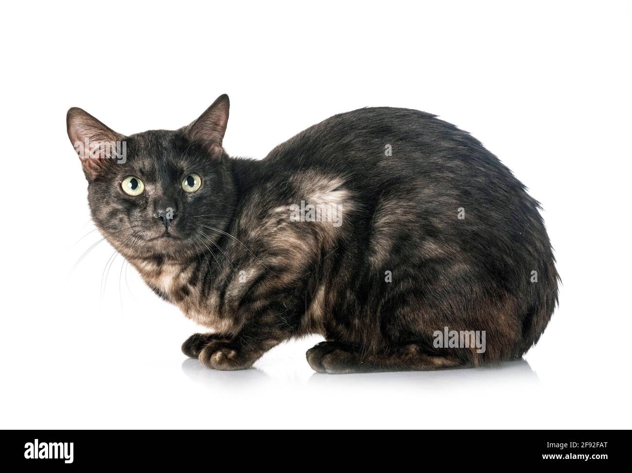 Gato de Bengala en la parte delantera del fondo blanco. Foto de stock