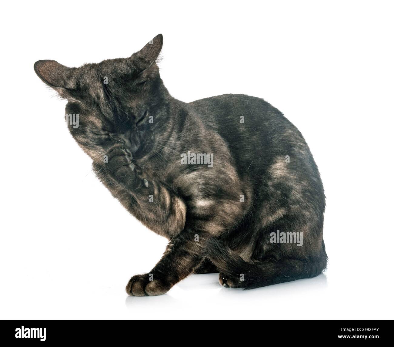 Gato de Bengala en la parte delantera del fondo blanco. Foto de stock