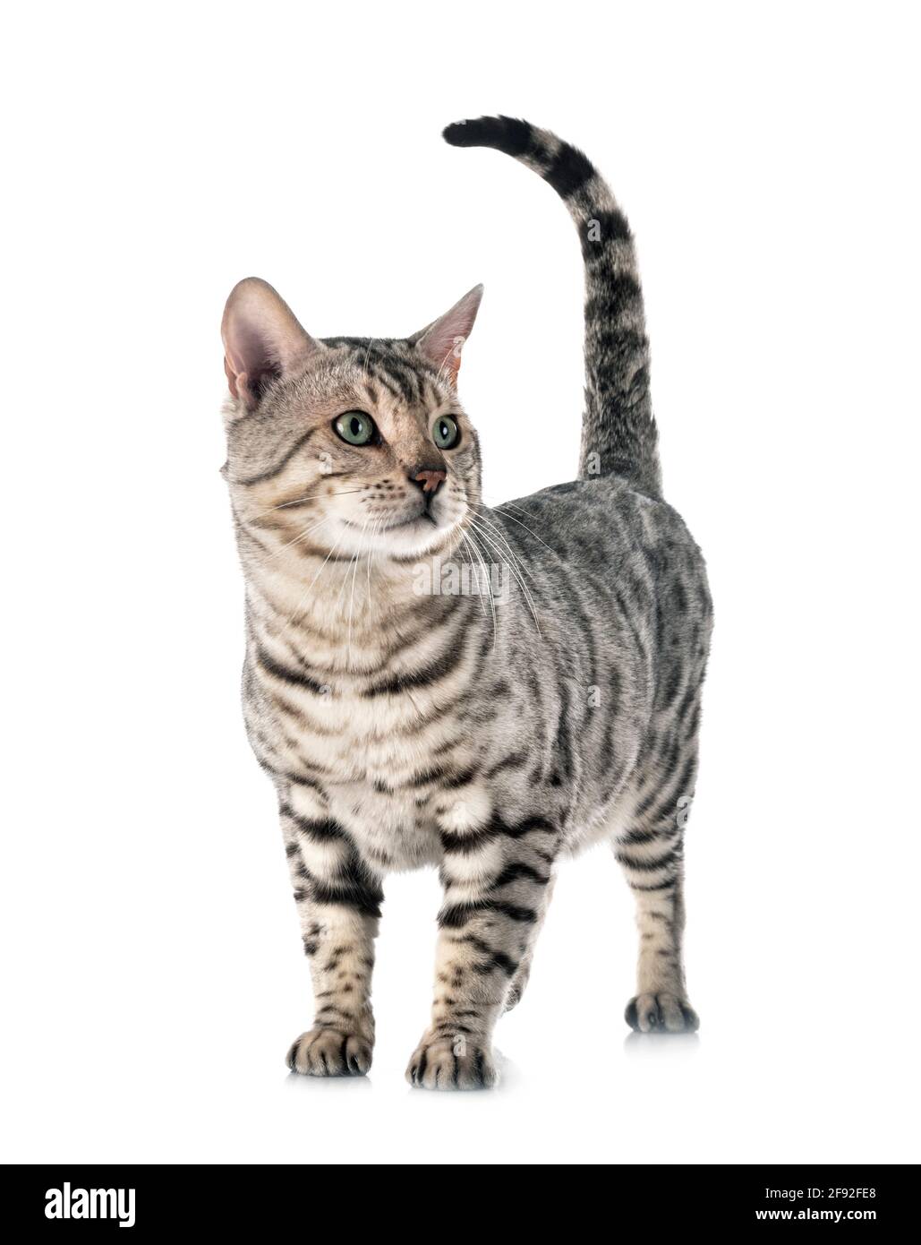 Gato de Bengala en la parte delantera del fondo blanco. Foto de stock