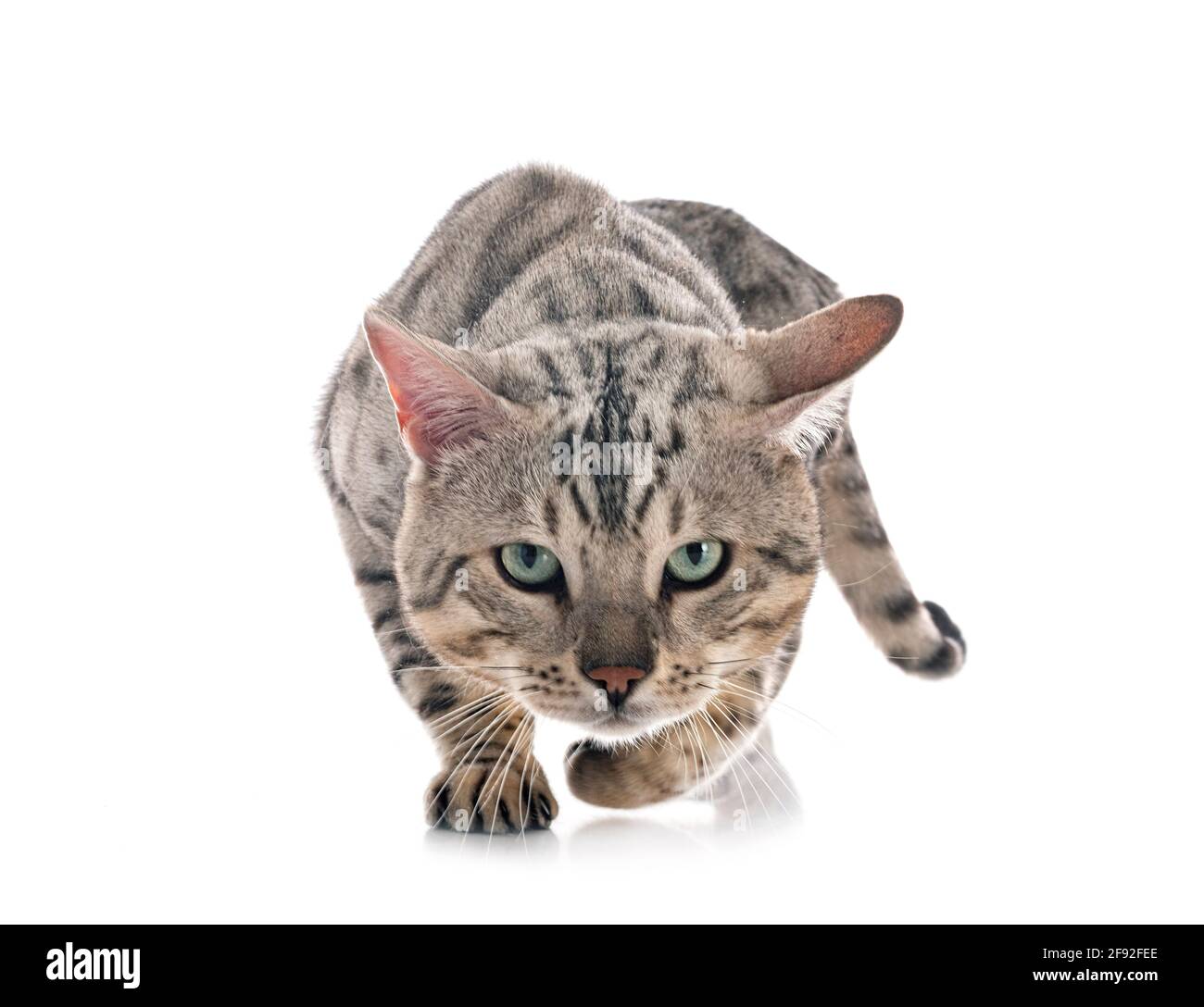 Gato de Bengala en la parte delantera del fondo blanco. Foto de stock
